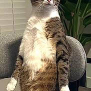 Pumpkin is registered to the contest to win money with this photo: cat, tabby, sitting, chair, indoor, pet, fur, whiskers, curious, houseplant, window_blinds, gray_chair, tail, cute, domestic_animal, feline, alert, home, portrait, animal
