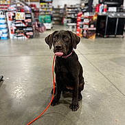Oakley is registered to the contest to win money with this photo: dog, puppy, labrador, brown_dog, pet, leash, indoor, store, floor, animal, cute, tongue_out, sitting, collar, blurred_background, retail, shopping, aisle, concrete_floor, young_dog