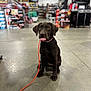 dog, puppy, labrador, brown_dog, pet, leash, indoor, store, floor, animal, cute, tongue_out, sitting, collar, blurred_background, retail, shopping, aisle, concrete_floor, young_dog