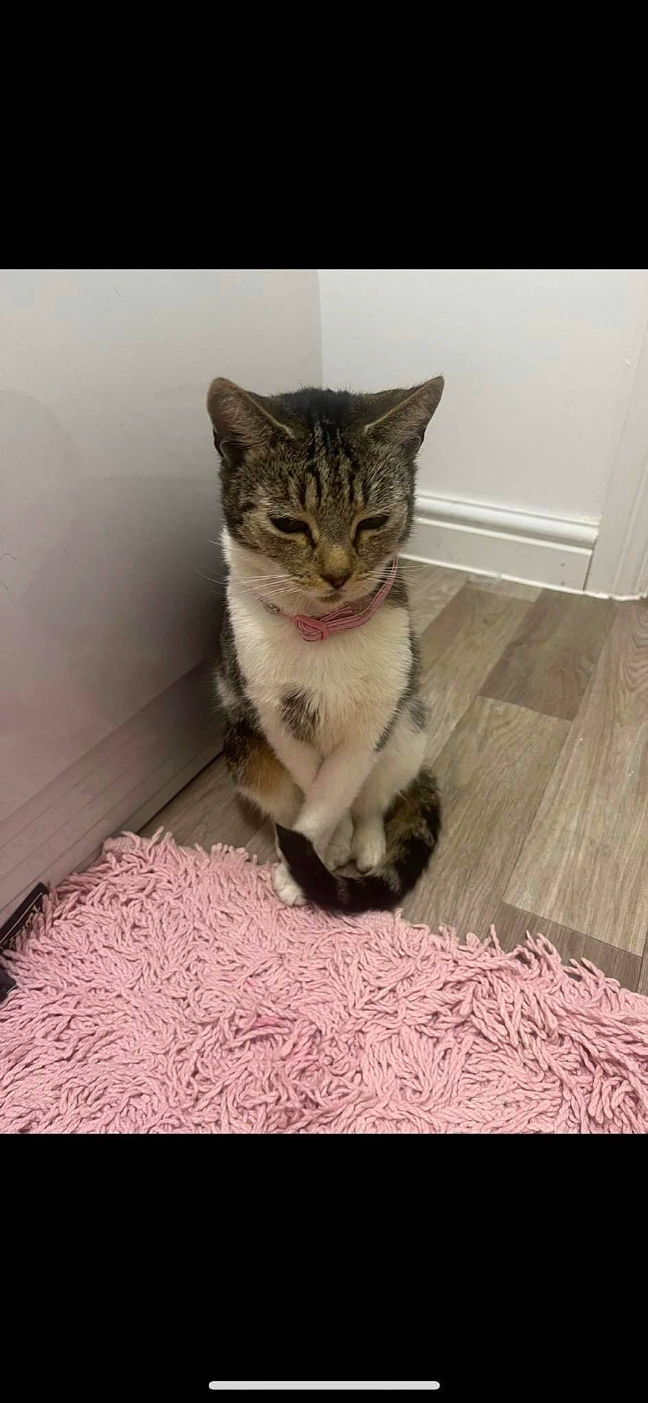 Rosie joined the competition — help win amazing prizes! carnivore, cat, cat_supply, claw, comfort, domestic_short_haired_cat, fawn, felidae, flooring, fur, grey, hardwood, linens, paw, sitting, small_to_medium_sized_cats, snout, tail, whiskers, wood