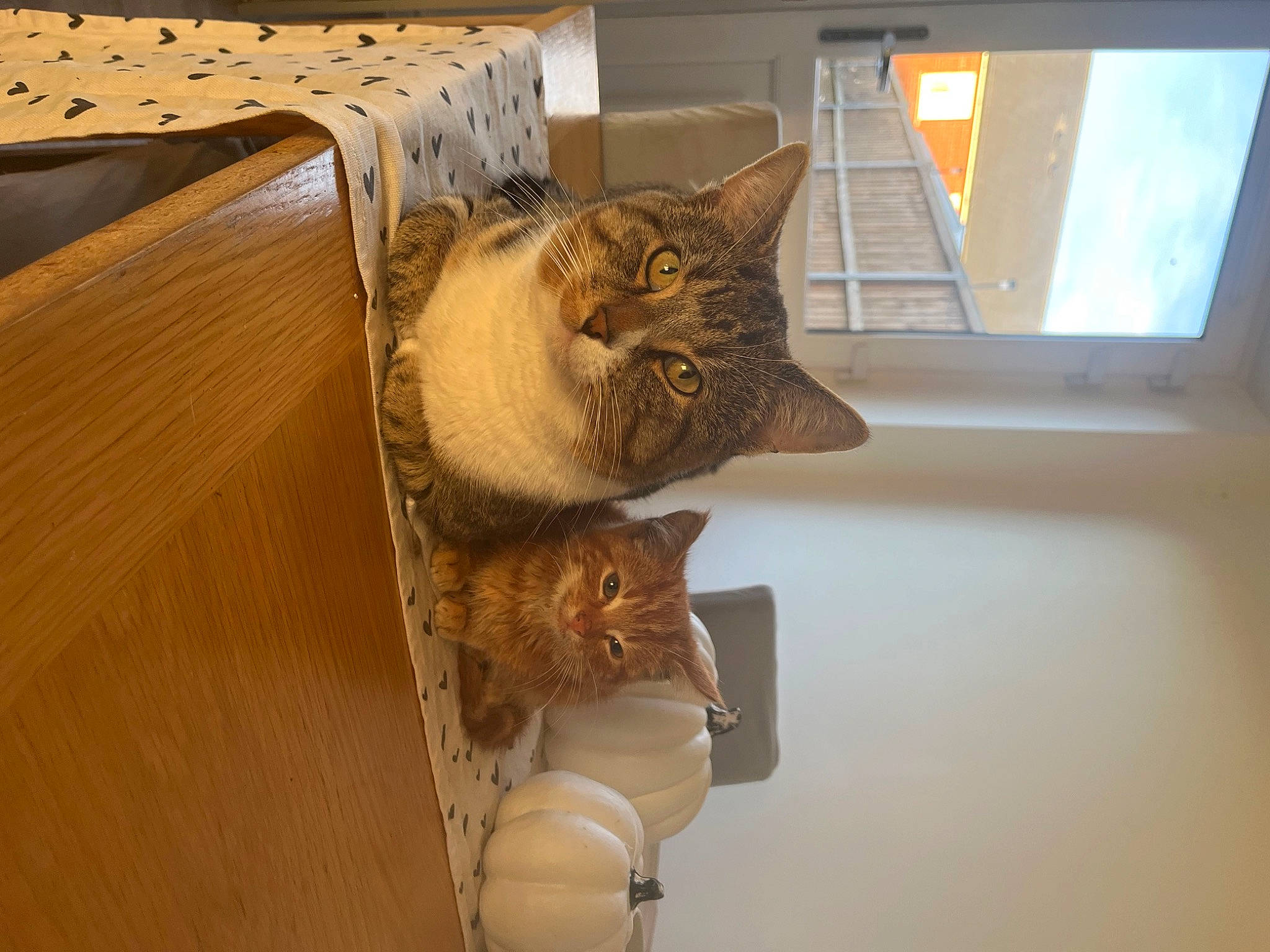 Harold joined the competition — help win amazing prizes! carnivore, cat, comfort, couch, domestic_short_haired_cat, door, felidae, flooring, fur, hardwood, house, room, sash_window, small_to_medium_sized_cats, tail, tree, whiskers, window, wood, wood_flooring