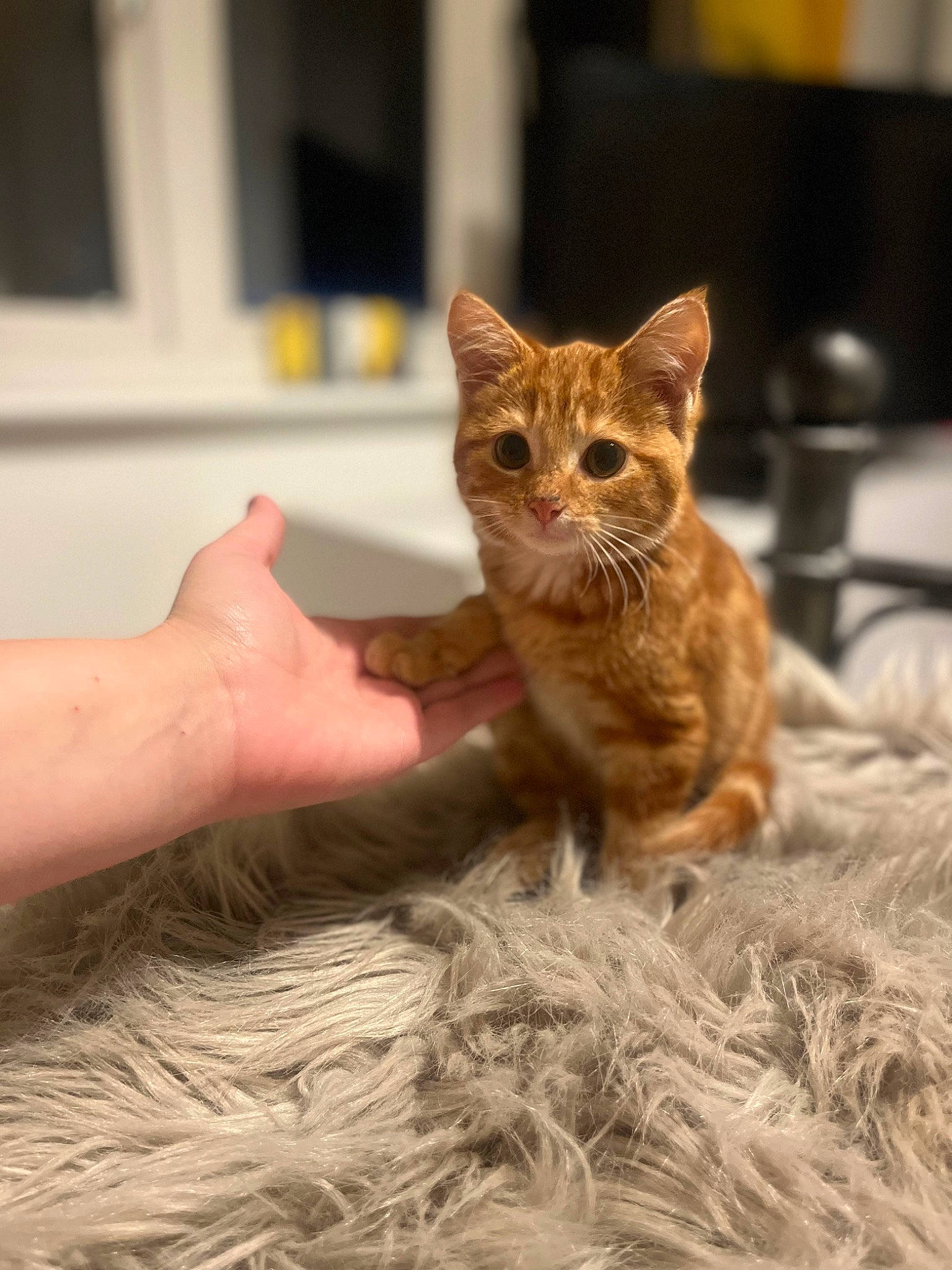 Harold is registered to the contest to win money with this photo: art, carnivore, cat, claw, domestic_short_haired_cat, fawn, felidae, flooring, foot, fur, gesture, paw, sitting, small_to_medium_sized_cats, snout, tail, terrestrial_animal, whiskers, wildlife, wood