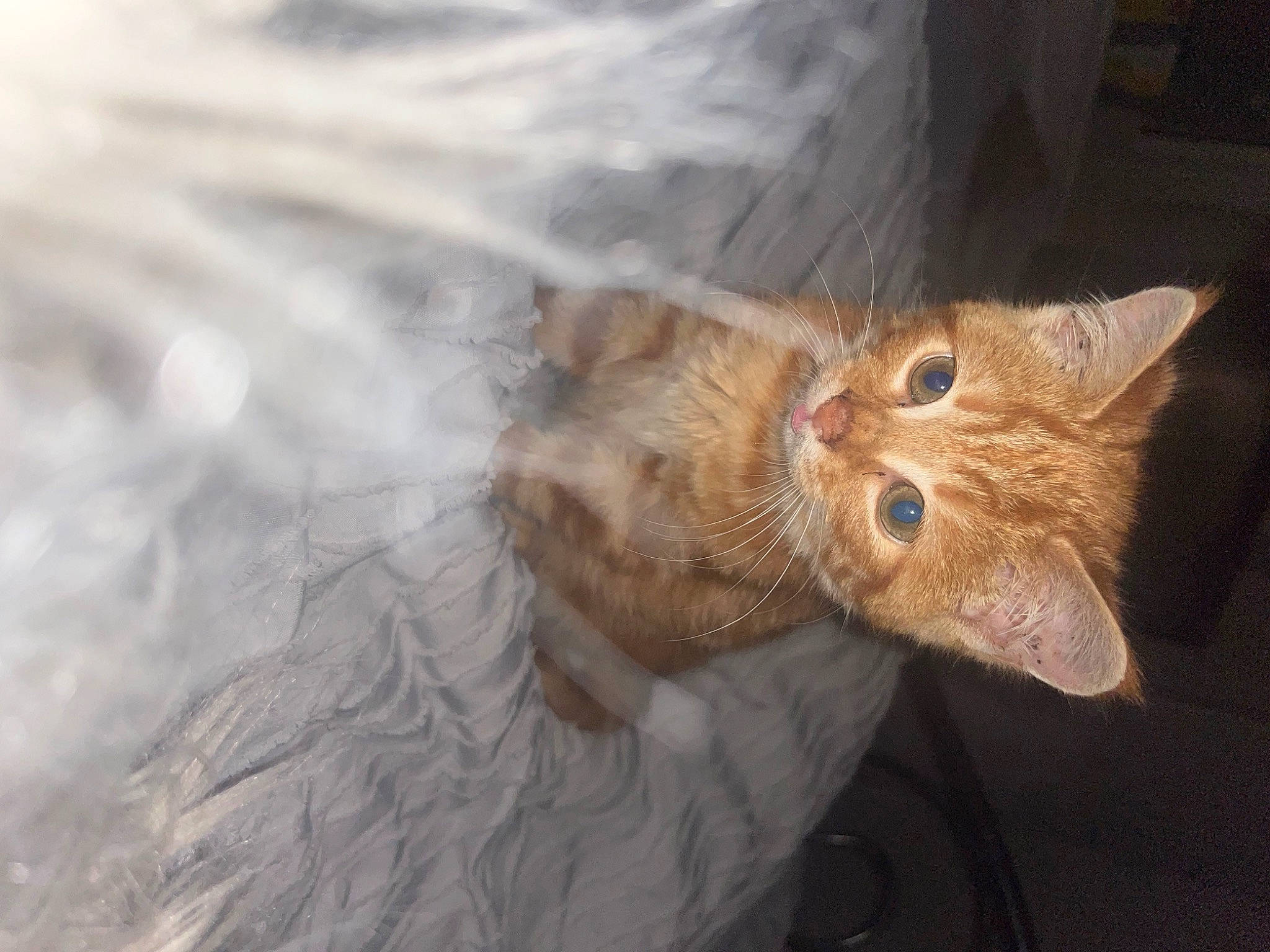 Harold joined the competition — help win amazing prizes! canidae, carnivore, cat, claw, devon_rex, domestic_short_haired_cat, felidae, fur, hat, paw, small_to_medium_sized_cats, tail, whiskers, window, wood