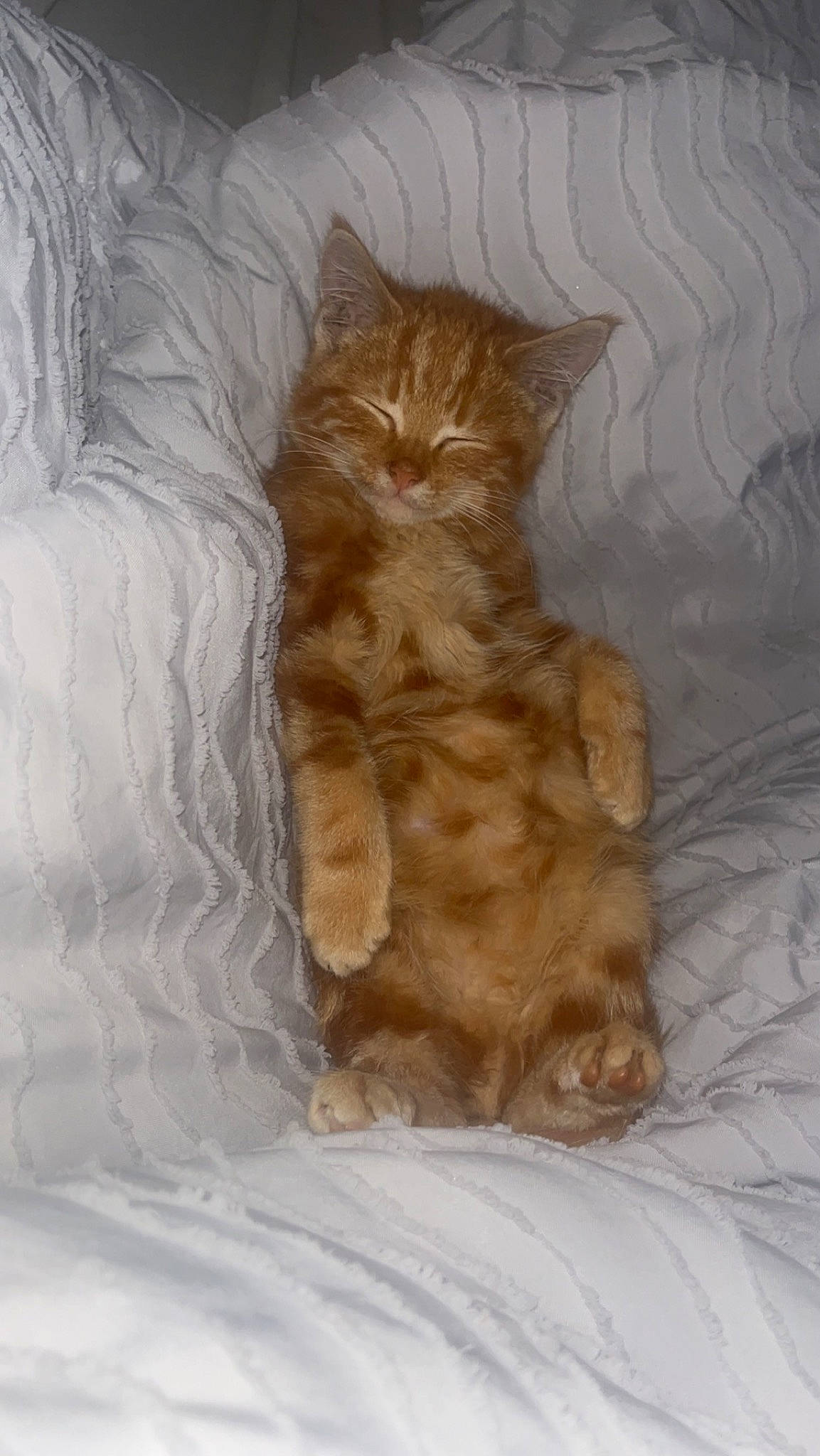 Harold is registered to the contest to win money with this photo: carnivore, cat, claw, comfort, domestic_short_haired_cat, fawn, felidae, flooring, fur, hardwood, human_leg, liver, paw, peach, small_to_medium_sized_cats, snout, tail, whiskers, wood