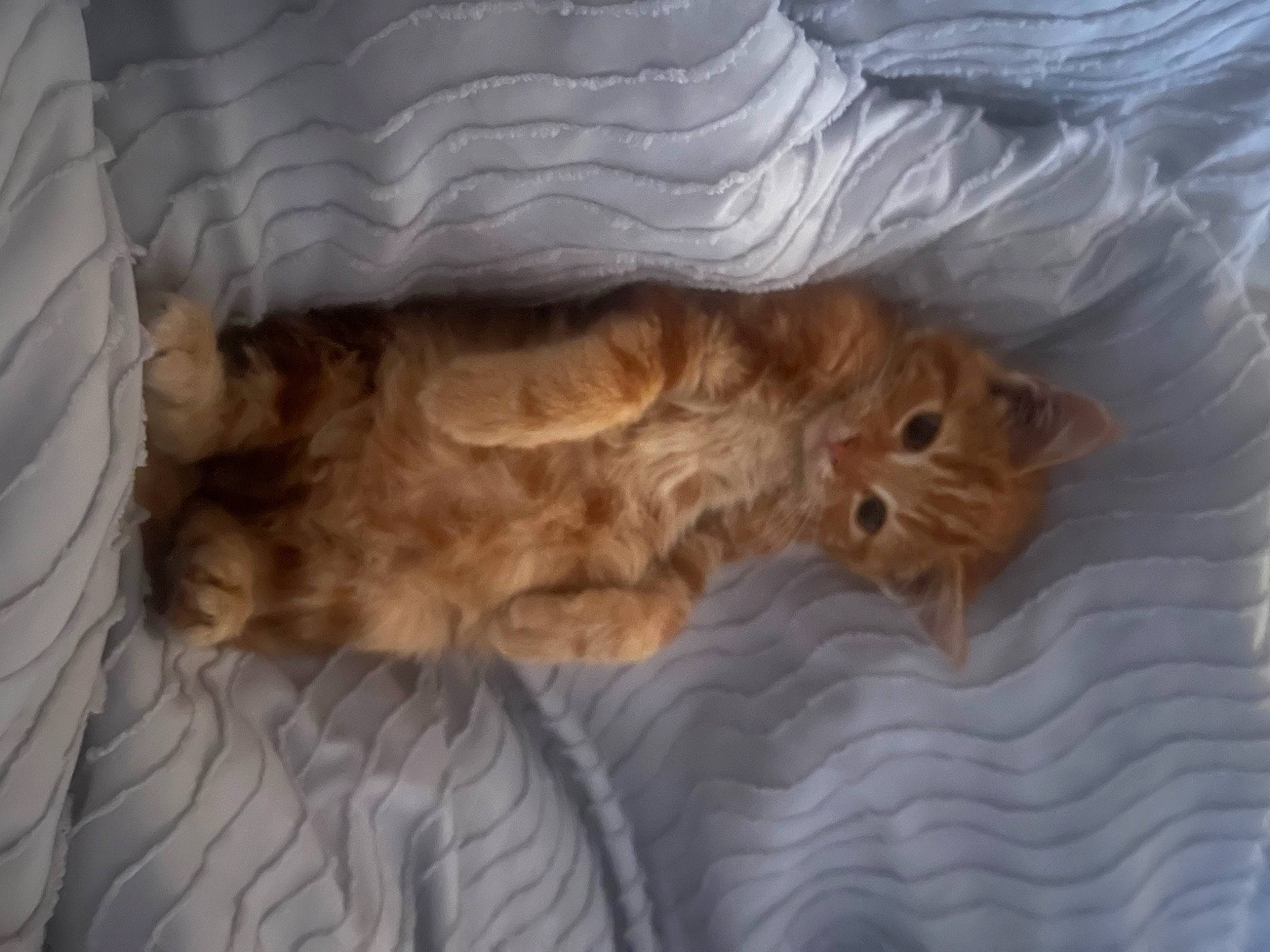 Harold is registered to the contest to win money with this photo: bed, canidae, carnivore, cat, comfort, companion_dog, dog_breed, fawn, felidae, fur, hardwood, liver, nap, paw, small_to_medium_sized_cats, snout, sporting_group, tail, whiskers, wood