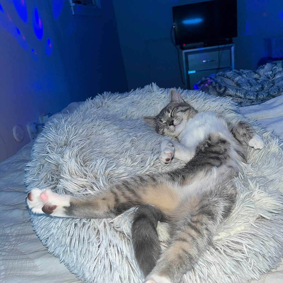 Sage joined the competition — help win amazing prizes! animal, bed, bedroom, blanket, cat, computerhardware, couch, electronics, entertainmentcenter, furniture, hardware, homedecor, indoors, kitten, manx, monitor, pet, room, screen, tv