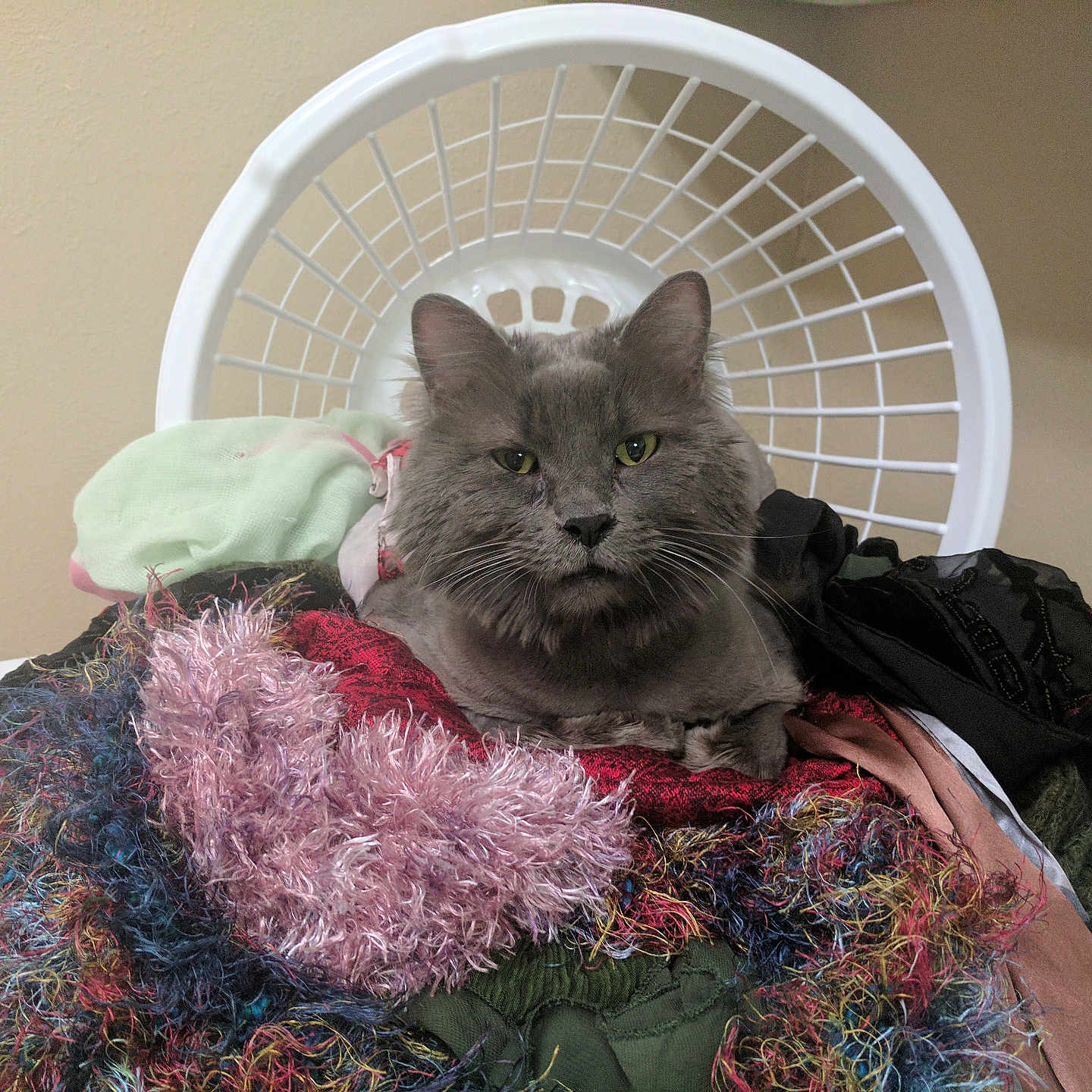 Ash joined the competition — help win amazing prizes! abyssinian, animal, bed, blanket, cat, chair, couch, crib, cushion, flower, flowerarrangement, furniture, homedecor, infantbed, laundry, linen, manx, pet, plant, purple