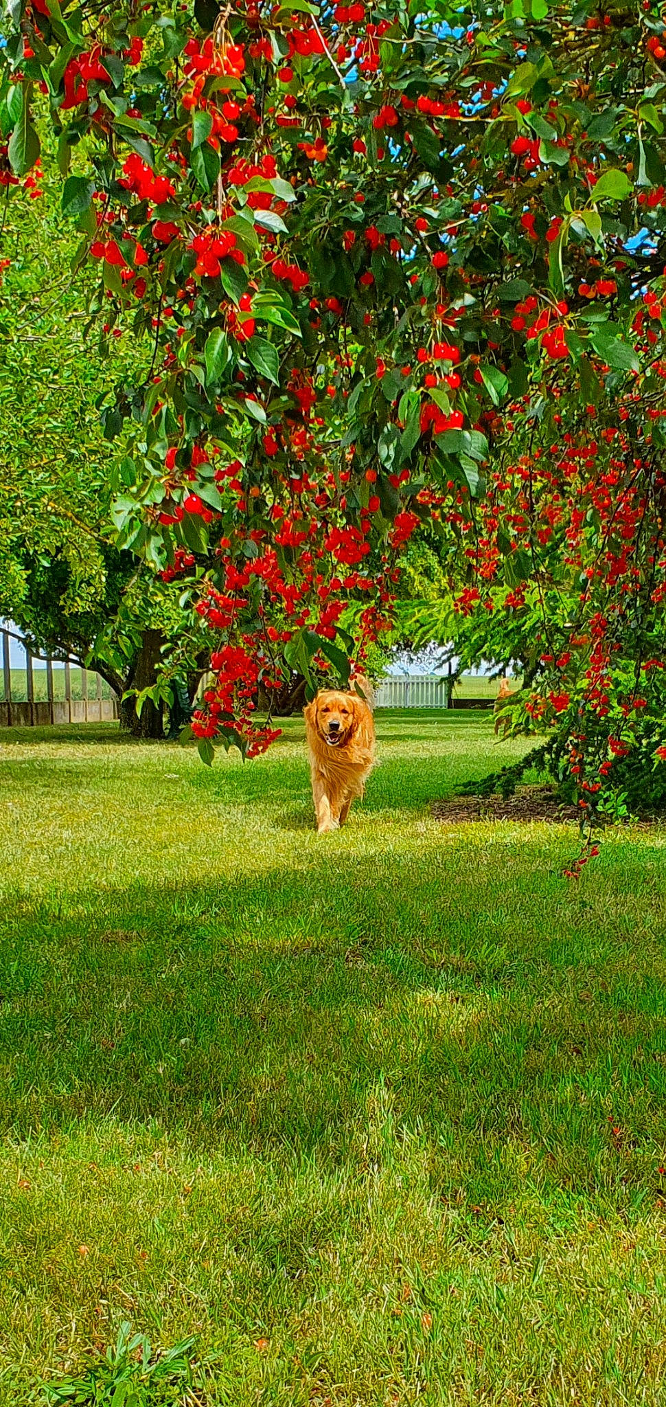 Oben a rejoint le concours — aidez-le/la à gagner de superbes lots ! autumn, canidae, carnivore, companion_dog, dog, dog_breed, fawn, flower, grass, plant, red, shrub, sporting_group, tree, woody_plant