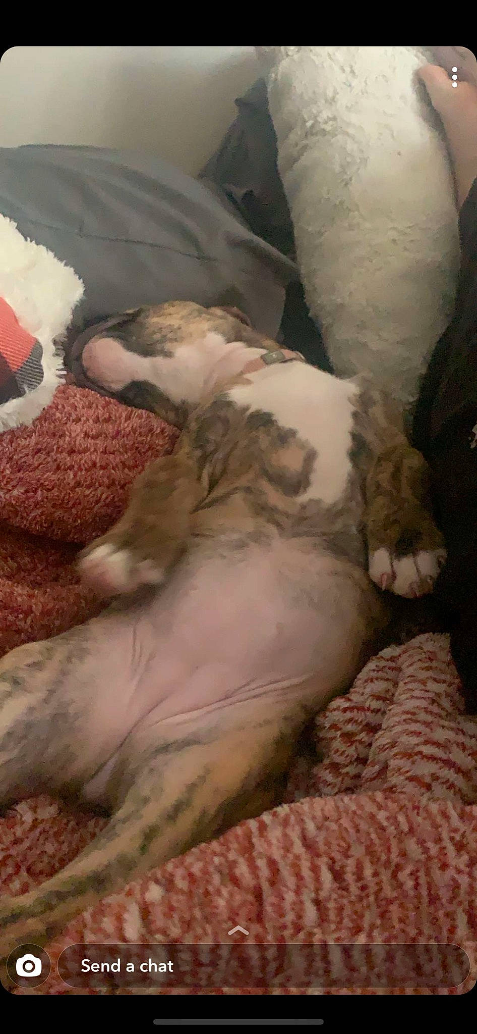 Daisy joined the competition — help win amazing prizes! canidae, carnivore, cat, cornish_rex, dog_breed, felidae, fur, kitten, nap, non_sporting_group, puppy, sleep, small_to_medium_sized_cats, sphynx