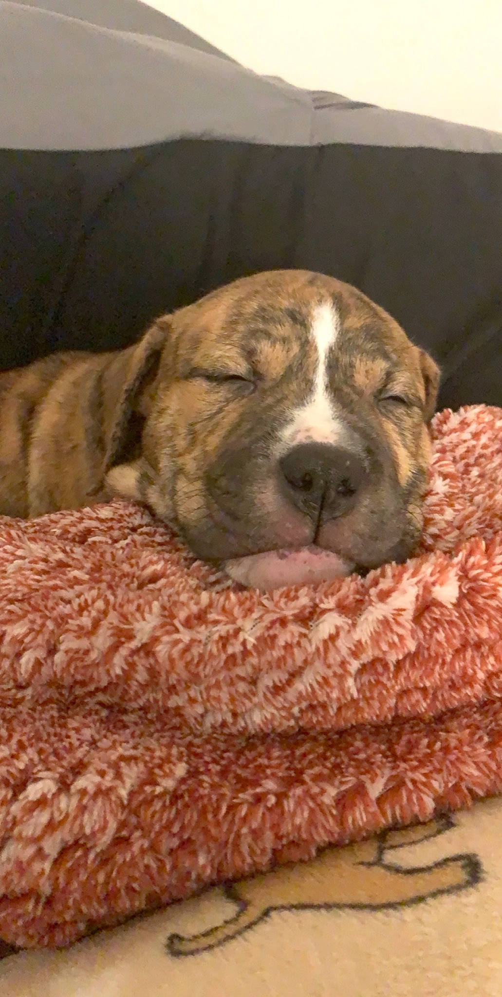 Daisy is registered to the contest to win money with this photo: alaunt, american_bulldog, australian_bulldog, boerboel, bulldog, canidae, carnivore, companion_dog, dog, dog_breed, fawn, fila_brasileiro, mammal, non_sporting_group, old_english_bulldog, perro_de_presa_canario, puppy, rare_breed_dog, snout, vertebrate