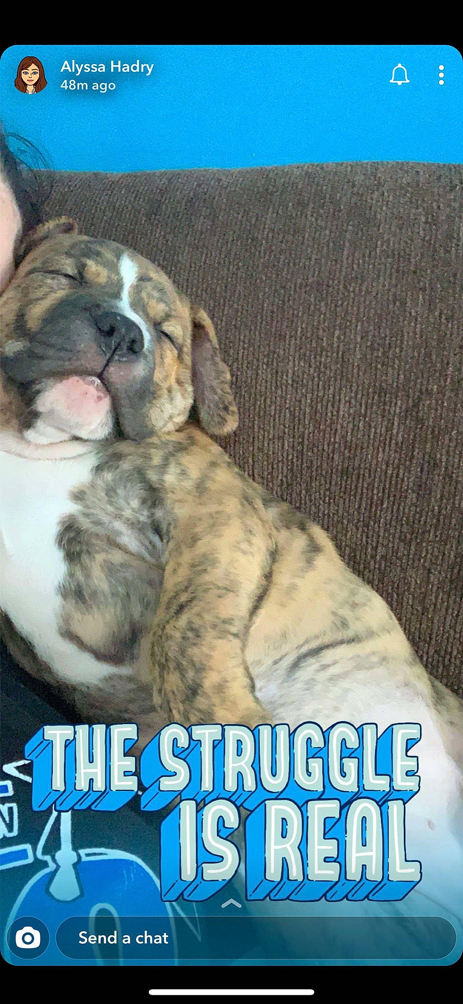 Daisy is registered to the contest to win money with this photo: boxer, bulldog, canidae, carnivore, cat, dog, dog_breed, felidae, kitten, non_sporting_group, photo_caption, puppy, puppy_love, sporting_group, whiskers