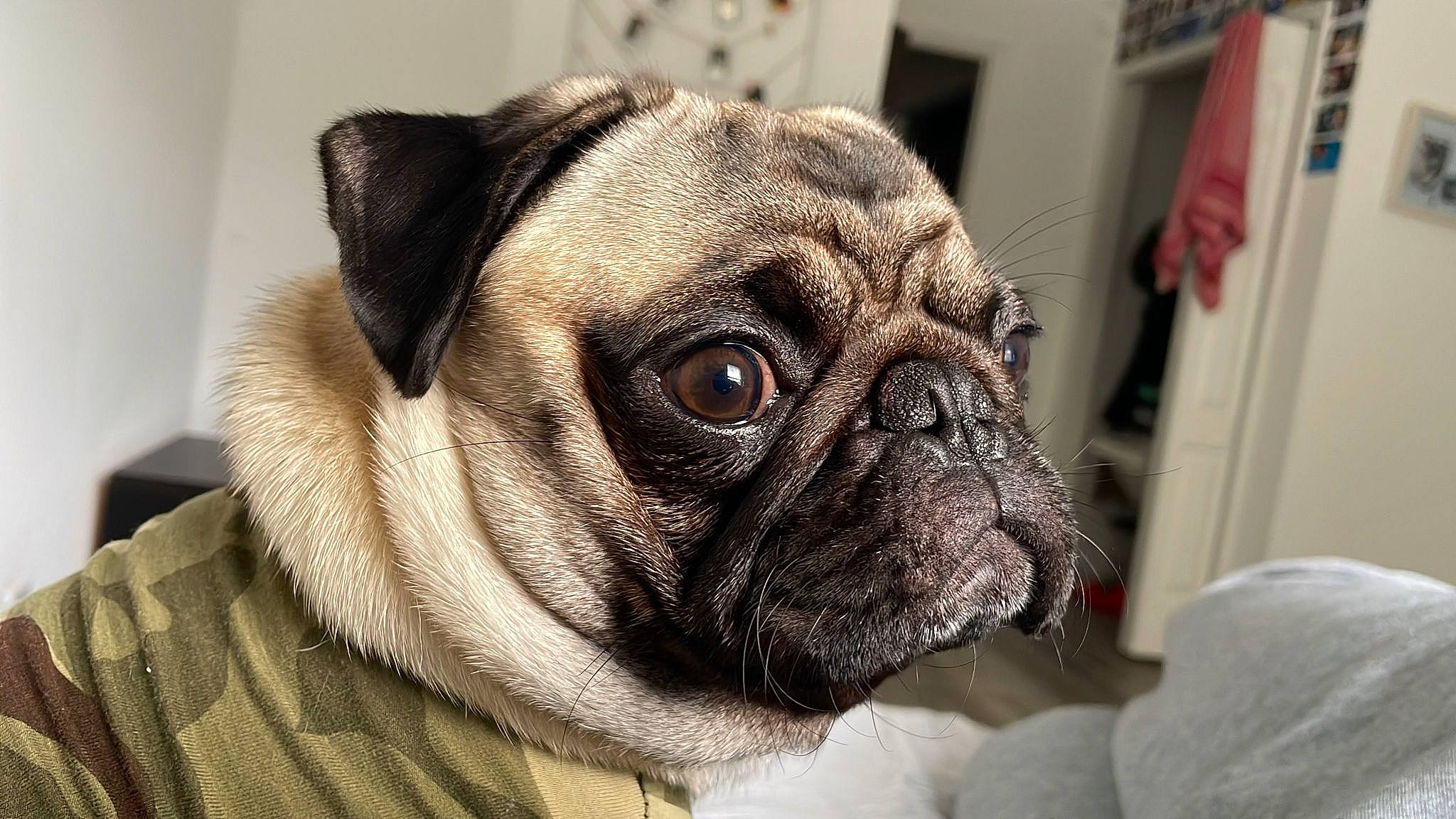 Gordo joined the competition — help win amazing prizes! biting, bored, canidae, carnivore, companion_dog, dog, dog_breed, ear, eye, fawn, head, human_body, pug, snout, sporting_group, terrestrial_animal, toy_dog, whiskers, working_animal, wrinkle