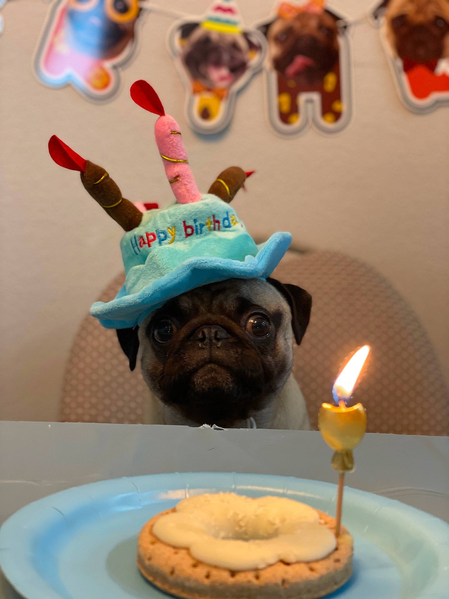 Gordo joined the competition — help win amazing prizes! baked_goods, blue, candle, cuisine, dessert, dish, dog, fawn, food, ingredient, party_hat, party_supply, plate, recipe, snout, sweetness, table, tableware, toy, working_animal