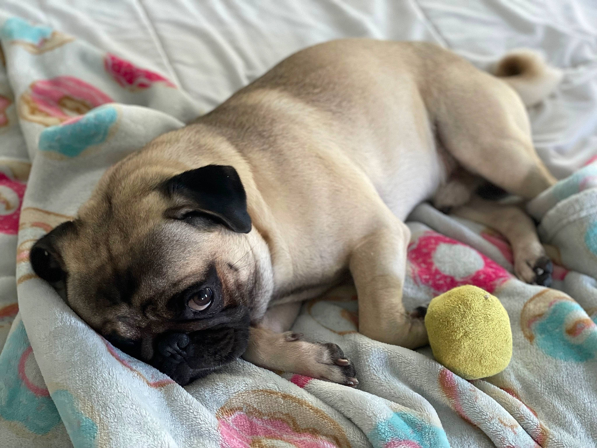 Gordo is registered to the contest to win money with this photo: canidae, carnivore, comfort, companion_dog, dog, dog_breed, fawn, grey, linens, mammal, nap, pug, sleep, snout, sporting_group, terrestrial_animal, toy, toy_dog, working_animal, wrinkle