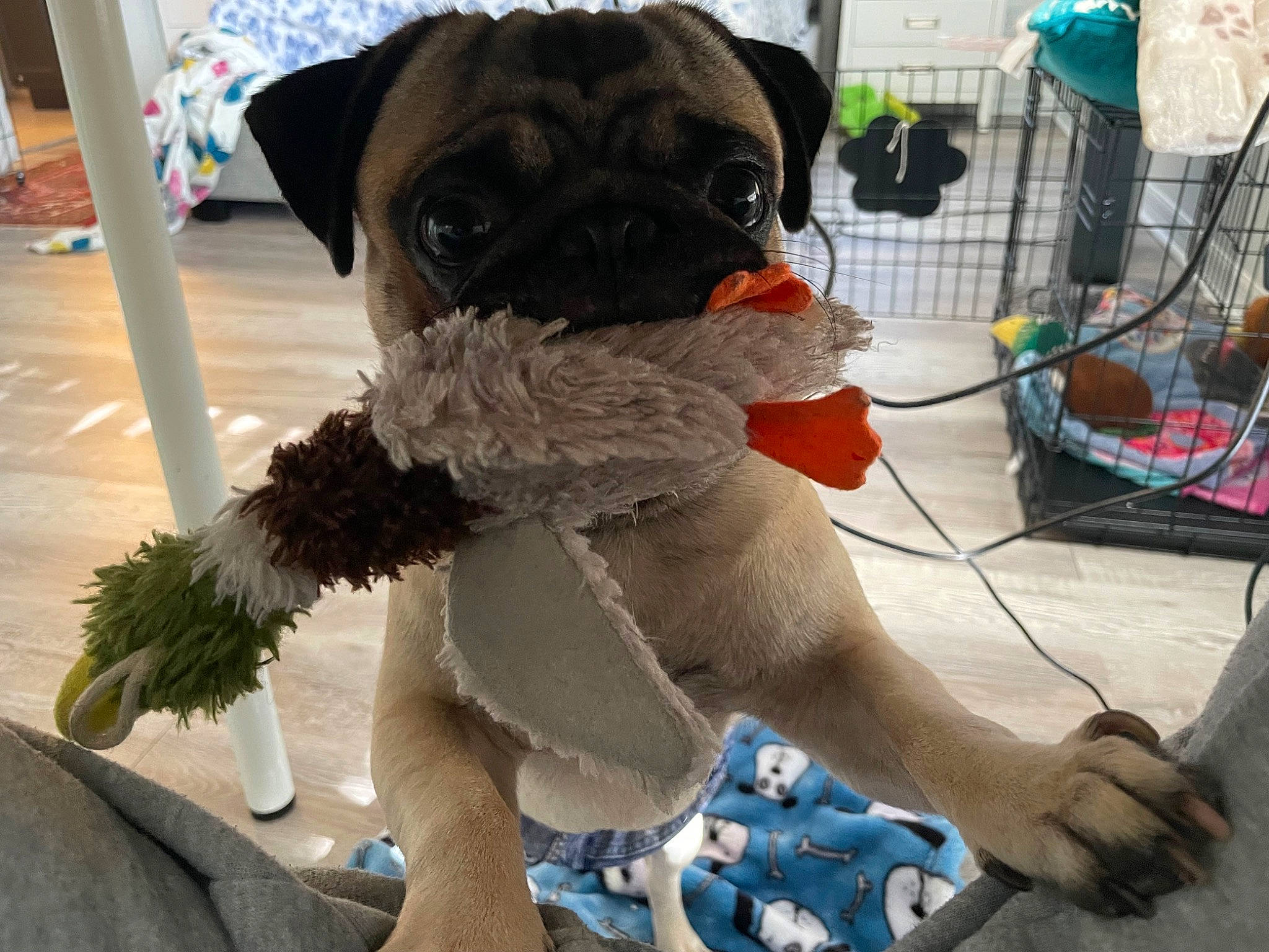 Gordo is registered to the contest to win money with this photo: canidae, carnivore, companion_dog, costume, dog, dog_breed, dog_clothes, dog_supply, fawn, fun, fur, leash, mascot, plush, snout, stuffed_toy, sunglasses, toy, toy_dog, working_animal
