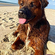 Juniper joined the competition — help win amazing prizes! dog, beach, sand, wet_fur, tongue_out, sunlight, leash, outdoor, pet, animal, canine, happy, closeup, summer, nature, playful, relaxed, daytime, water, shore