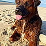 dog, beach, sand, wet_fur, tongue_out, sunlight, leash, outdoor, pet, animal, canine, happy, closeup, summer, nature, playful, relaxed, daytime, water, shore