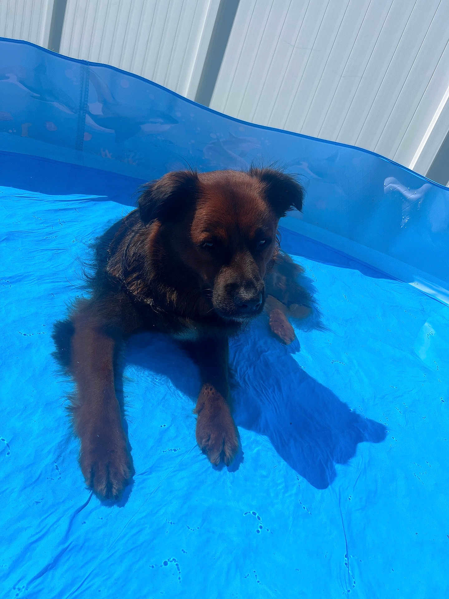 Juniper is registered to the contest to win money with this photo: dog, water, pool, outdoor, sunlight, shadow, pet, animal, summer, blue, fence, relaxing, canine, wet, backyard, daytime, fur, paws, resting, playful