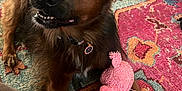 Juniper is registered to the contest to win money with this photo: dog, brown_dog, toy, pink_toy, plush_toy, rug, colorful_rug, indoor, pet, canine, animal, floor, looking_up, ears_up, collar, fur, paw, cute, playful, companion