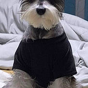 Queenie is registered to the contest to win money with this photo: dog, schnauzer, black_tshirt, pet, indoor, bed, blanket, fur, animal, cute, small_dog, sitting, looking, ears, whiskers, adorable, portrait, furry, household, companion