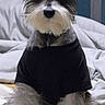 dog, schnauzer, black_tshirt, pet, indoor, bed, blanket, fur, animal, cute, small_dog, sitting, looking, ears, whiskers, adorable, portrait, furry, household, companion