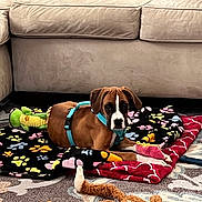Daisy joined the competition — help win amazing prizes! animal, blanket, blue_harness, brown_dog, carpet, colorful, couch, cozy, cute, dog, domestic, floor, home, indoor, laying_down, pet, plush_toy, puppy, stuffed_animal, toy