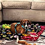 animal, blanket, blue_harness, brown_dog, carpet, colorful, couch, cozy, cute, dog, domestic, floor, home, indoor, laying_down, pet, plush_toy, puppy, stuffed_animal, toy