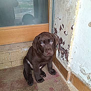 Balin participe au concours pour gagner de l'argent avec cette photo : puppy, dog, chocolate_labrador, sitting, corner, indoor, old_wall, peeling_paint, door, mat, floor, cute, young_animal, pet, looking_up, brown_fur, small, animal, lonely, domestic