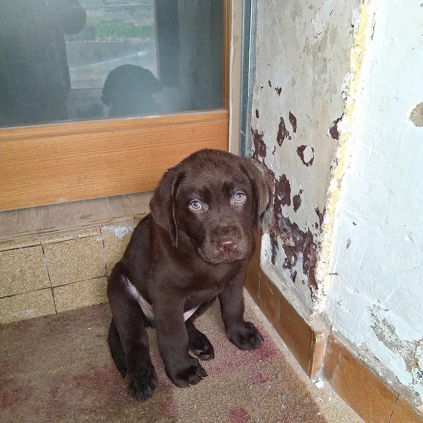 Balin participe au concours pour gagner de l'argent avec cette photo : puppy, dog, chocolate_labrador, sitting, corner, indoor, old_wall, peeling_paint, door, mat, floor, cute, young_animal, pet, looking_up, brown_fur, small, animal, lonely, domestic