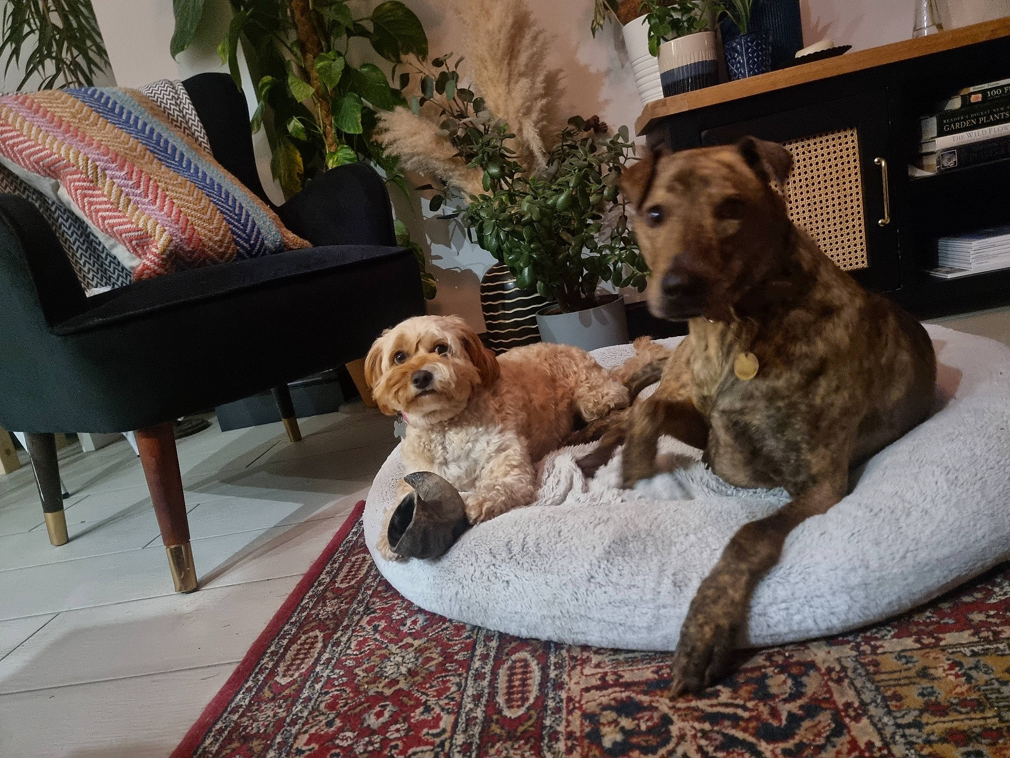 Georgia is registered to the contest to win money with this photo: carnivore, comfort, companion_dog, couch, dog, dog_breed, dog_supply, fawn, floor, flooring, hardwood, houseplant, liver, living_room, pet_supply, plant, sporting_group, studio_couch, wood, working_animal