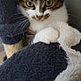 Rubby a rejoint le concours — aidez-le/la à gagner de superbes lots ! animal, blanket, cat, claw, closeup, cozy, curious, cute, domestic, feline, fur, indoor, paw, pet, resting, soft, tabby, texture, whiskers, yellow_eyes