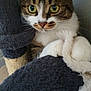 Rubby participe au concours pour gagner de l'argent avec cette photo : animal, blanket, cat, claws, closeup, cozy, curious, cute, eyes, feline, fur, indoor, paws, pet, playful, resting, rope_toy, soft, tabby, whiskers