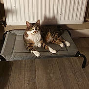Rubby participe au concours pour gagner de l'argent avec cette photo : animal, cat, cat_tree, cozy, curious, feline, flooring, furniture, home, indoor, paws, pet_bed, pet_toys, radiator, relaxed, striped, tabby, white_paws, wicker_drawer, wood_floor
