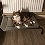 animal, cat, cat_tree, cozy, curious, feline, flooring, furniture, home, indoor, paws, pet_bed, pet_toys, radiator, relaxed, striped, tabby, white_paws, wicker_drawer, wood_floor