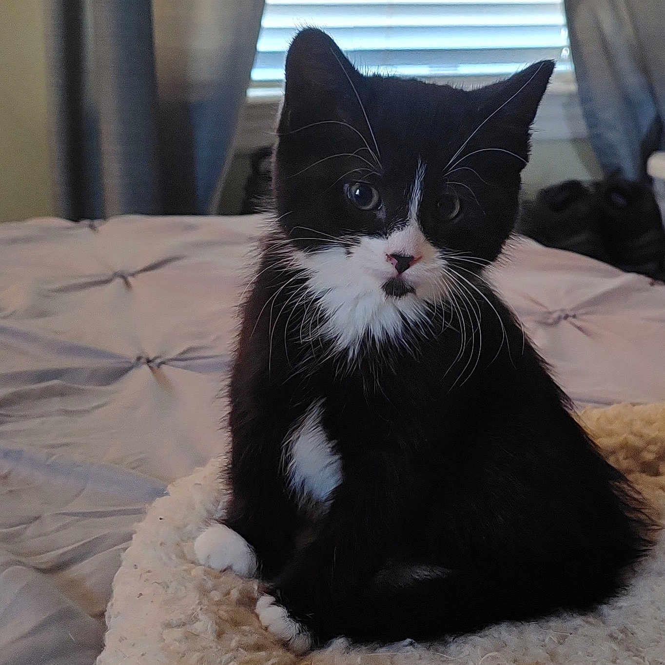 Luna joined the competition — help win amazing prizes! abyssinian, animal, bed, bedroom, blackcat, blanket, cat, couch, curtain, cushion, furniture, homedecor, indoors, kitten, manx, pet, quilt, room, window, windowshade