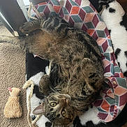 Roman joined the competition — help win amazing prizes! cat, tabby_cat, pet, blanket, bed, toy, rope, carpet, indoor, eyes, whiskers, relaxed, lounging, cozy, pattern_blanket, window_blinds, paw, plush_bed, looking_up, fur