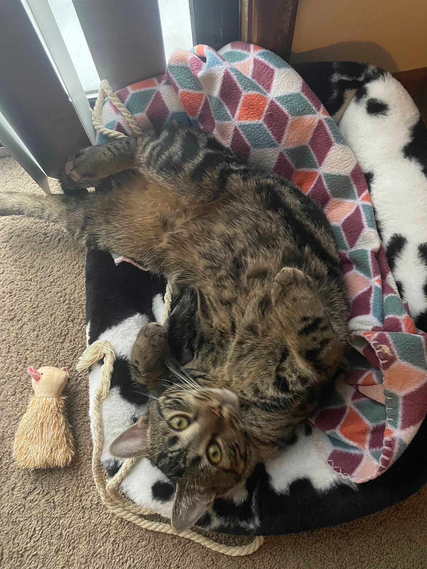 Roman joined the competition — help win amazing prizes! cat, tabby_cat, pet, blanket, bed, toy, rope, carpet, indoor, eyes, whiskers, relaxed, lounging, cozy, pattern_blanket, window_blinds, paw, plush_bed, looking_up, fur