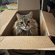 Button joined the competition — help win amazing prizes! amazon, animal, box, cardboard, cat, container, cozy, curious, cute, domestic, eyes, feline, floor, fur, home, indoor, looking, pet, sitting, whiskers