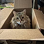 amazon, animal, box, cardboard, cat, container, cozy, curious, cute, domestic, eyes, feline, floor, fur, home, indoor, looking, pet, sitting, whiskers