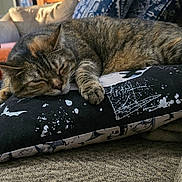 Poppy is registered to the contest to win money with this photo: cat, tabby, sleeping, pillow, couch, blanket, indoor, cozy, pet, fur, resting, home, furniture, comfort, animal, cute, relaxation, closeup, soft, domestic