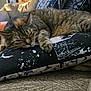 cat, tabby, sleeping, pillow, couch, blanket, indoor, cozy, pet, fur, resting, home, furniture, comfort, animal, cute, relaxation, closeup, soft, domestic