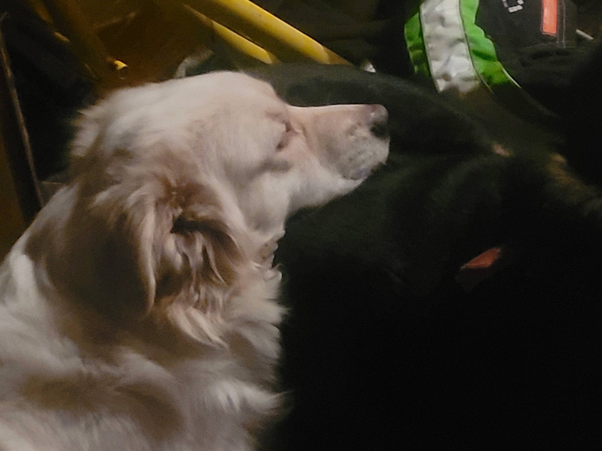 Lucky participe au concours pour gagner de l'argent avec cette photo : canidae, carnivore, cocker_spaniel, companion_dog, dog, dog_breed, fur, great_pyrenees, gun_dog, livestock_guardian_dog, maremma_sheepdog, polish_tatra_sheepdog, retriever, slovak_cuvac, snout, sporting_group, whiskers, working_animal, working_dog