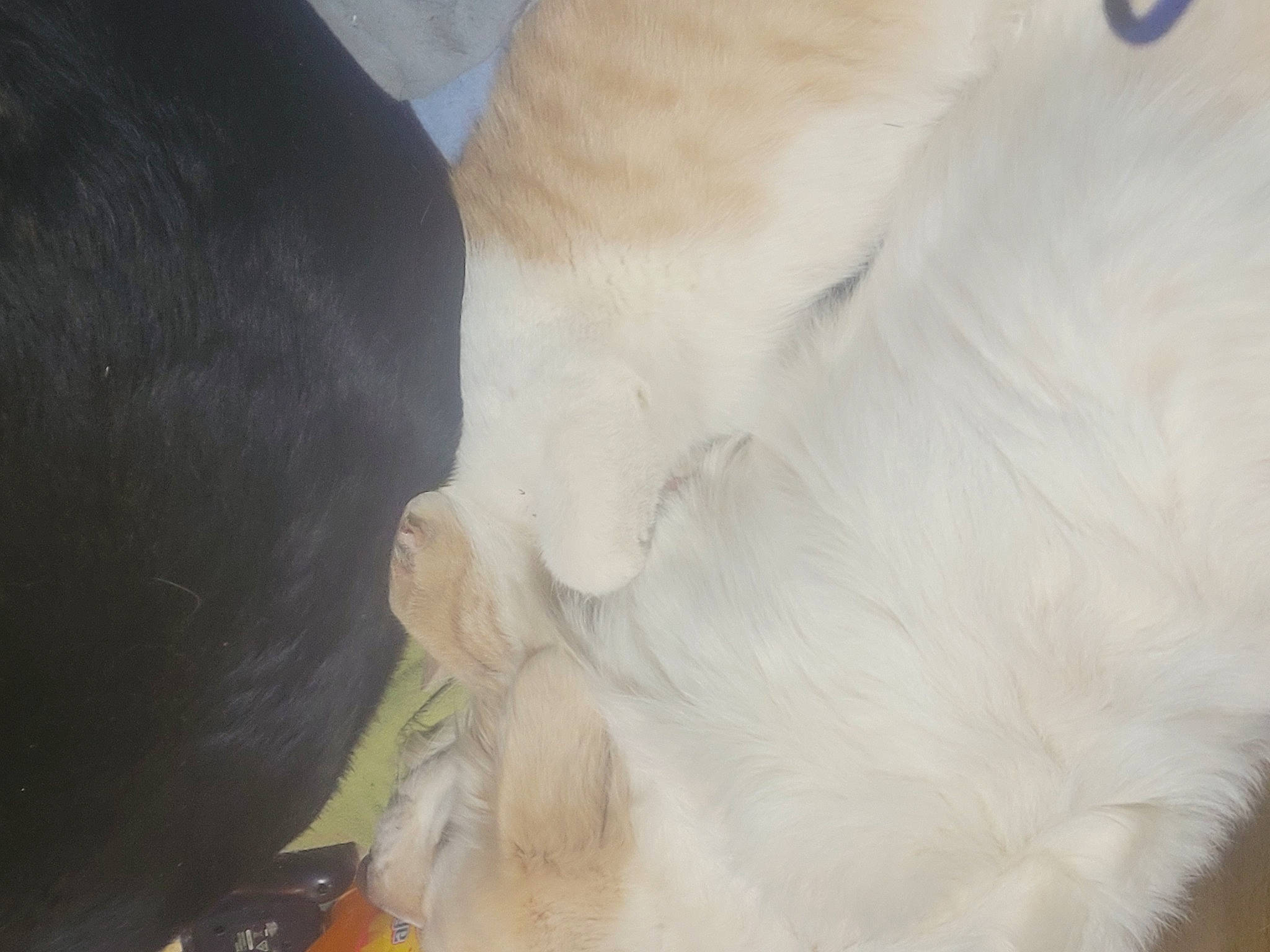 Lucky a rejoint le concours — aidez-le/la à gagner de superbes lots ! beard, claw, dog_breed, feather, felidae, fur, gesture, paw, sculpture, tail, visual_arts, whiskers, wing