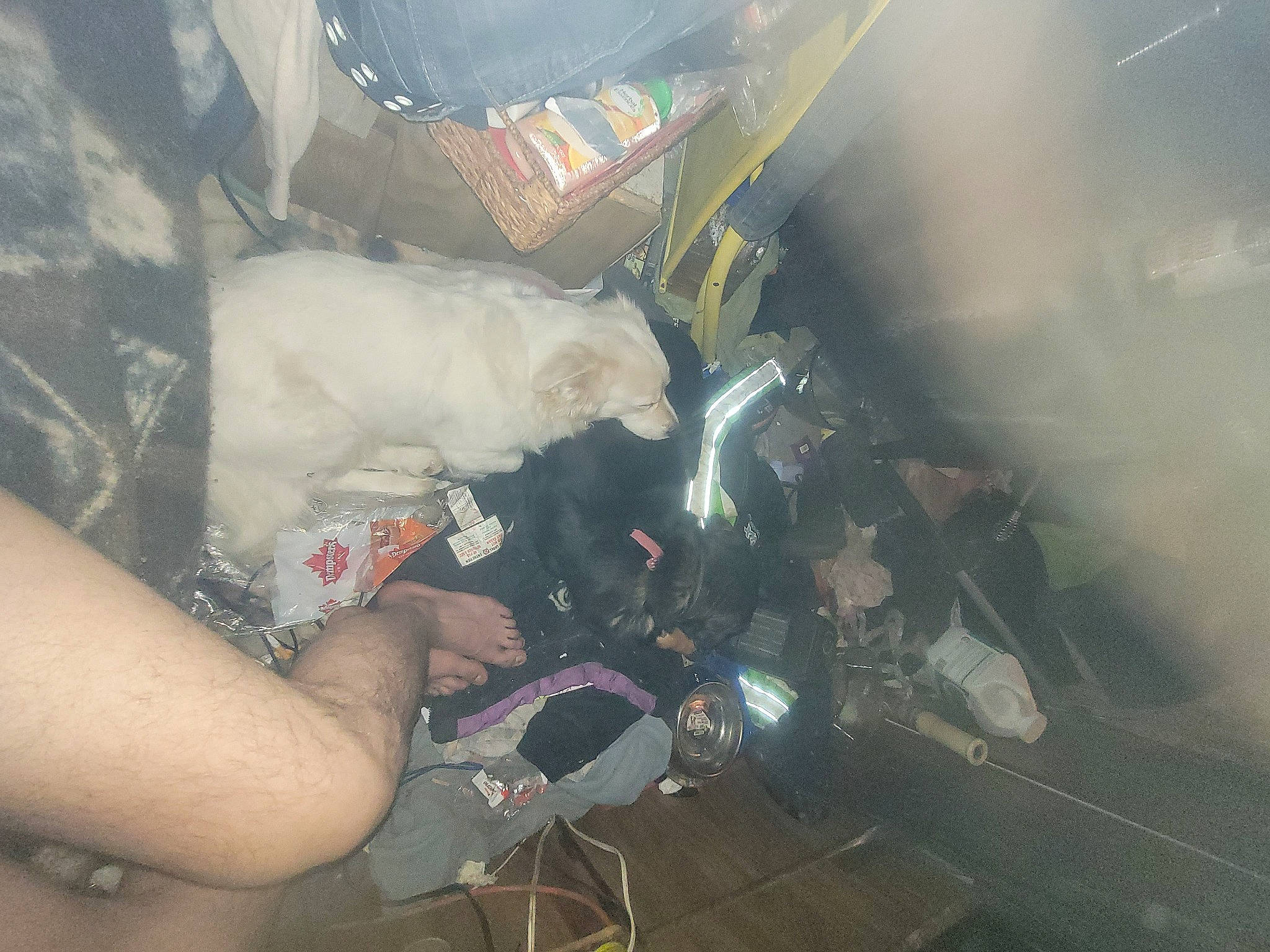 Lucky a rejoint le concours — aidez-le/la à gagner de superbes lots ! auto_part, automotive_design, automotive_exterior, automotive_lighting, automotive_window_part, bumper, event, fun, games, glass, lens_flare, machine, motor_vehicle, personal_protective_equipment, recreation, service, smoke, windshield, wrist