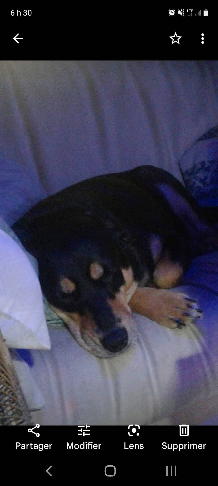 Lina a rejoint le concours — aidez-le/la à gagner de superbes lots ! canidae, carnivore, comfort, companion_dog, couch, dog, dog_breed, electric_blue, fur, guard_dog, nap, paw, puppy, sleep, snout, sporting_group, terrestrial_animal, tints_and_shades, toy_dog, working_dog