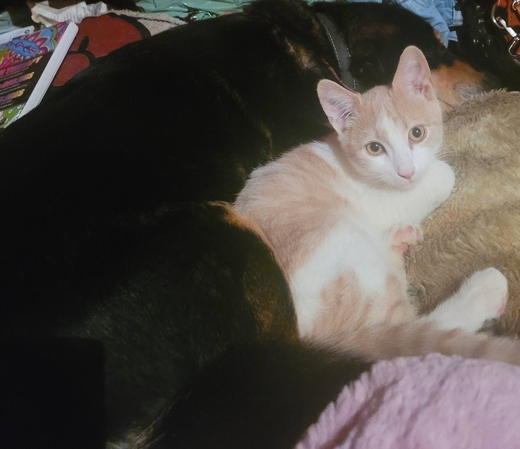 Lina a rejoint le concours — aidez-le/la à gagner de superbes lots ! carnivore, cat, claw, comfort, couch, domestic_short_haired_cat, fawn, felidae, fur, paw, sitting, small_to_medium_sized_cats, snout, tail, whiskers, wood