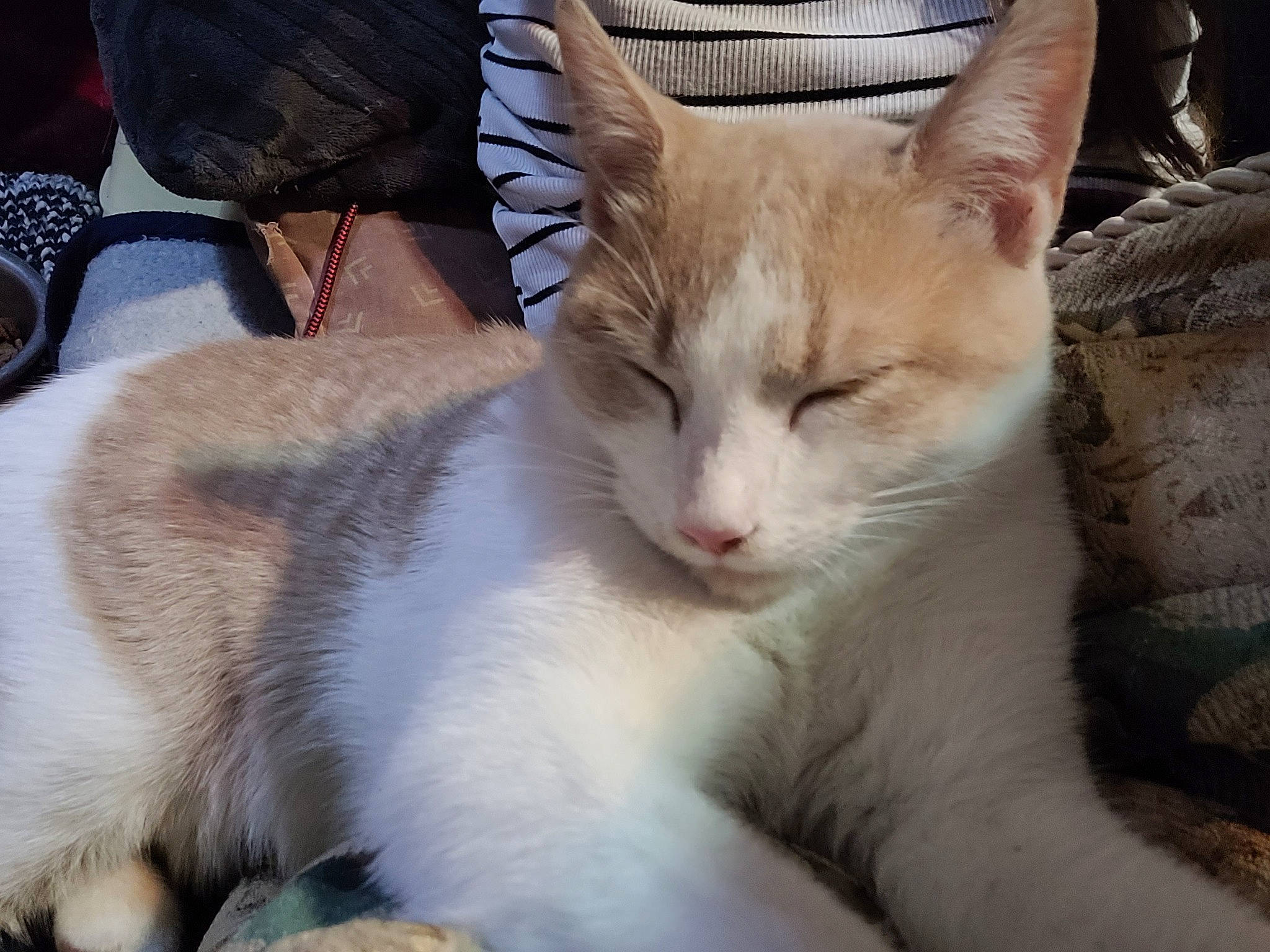 Caramel a rejoint le concours — aidez-le/la à gagner de superbes lots ! carnivore, cat, cat_furniture, cat_supply, claw, comfort, domestic_short_haired_cat, fawn, felidae, fur, paw, sitting, small_to_medium_sized_cats, tail, terrestrial_animal, whiskers