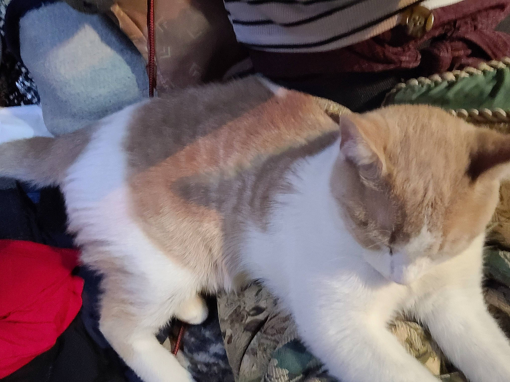 Caramel a rejoint le concours — aidez-le/la à gagner de superbes lots ! carnivore, cat, claw, collar, comfort, domestic_short_haired_cat, fawn, felidae, fur, nap, paw, sleep, small_to_medium_sized_cats, snout, tail, tree, whiskers