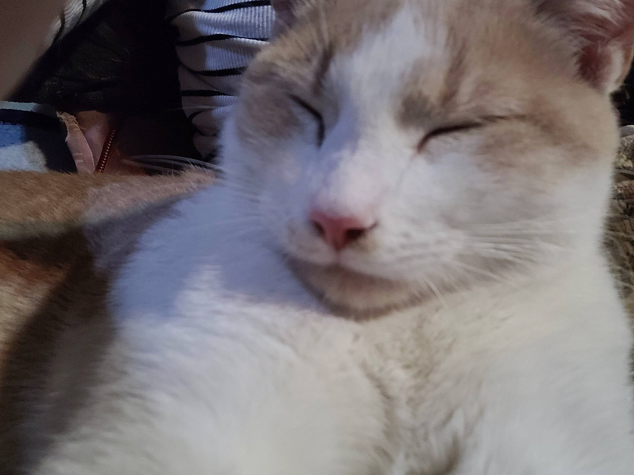 Caramel a rejoint le concours — aidez-le/la à gagner de superbes lots ! carnivore, cat, domestic_short_haired_cat, eye, felidae, fur, plant, small_to_medium_sized_cats, snout, terrestrial_animal, whiskers