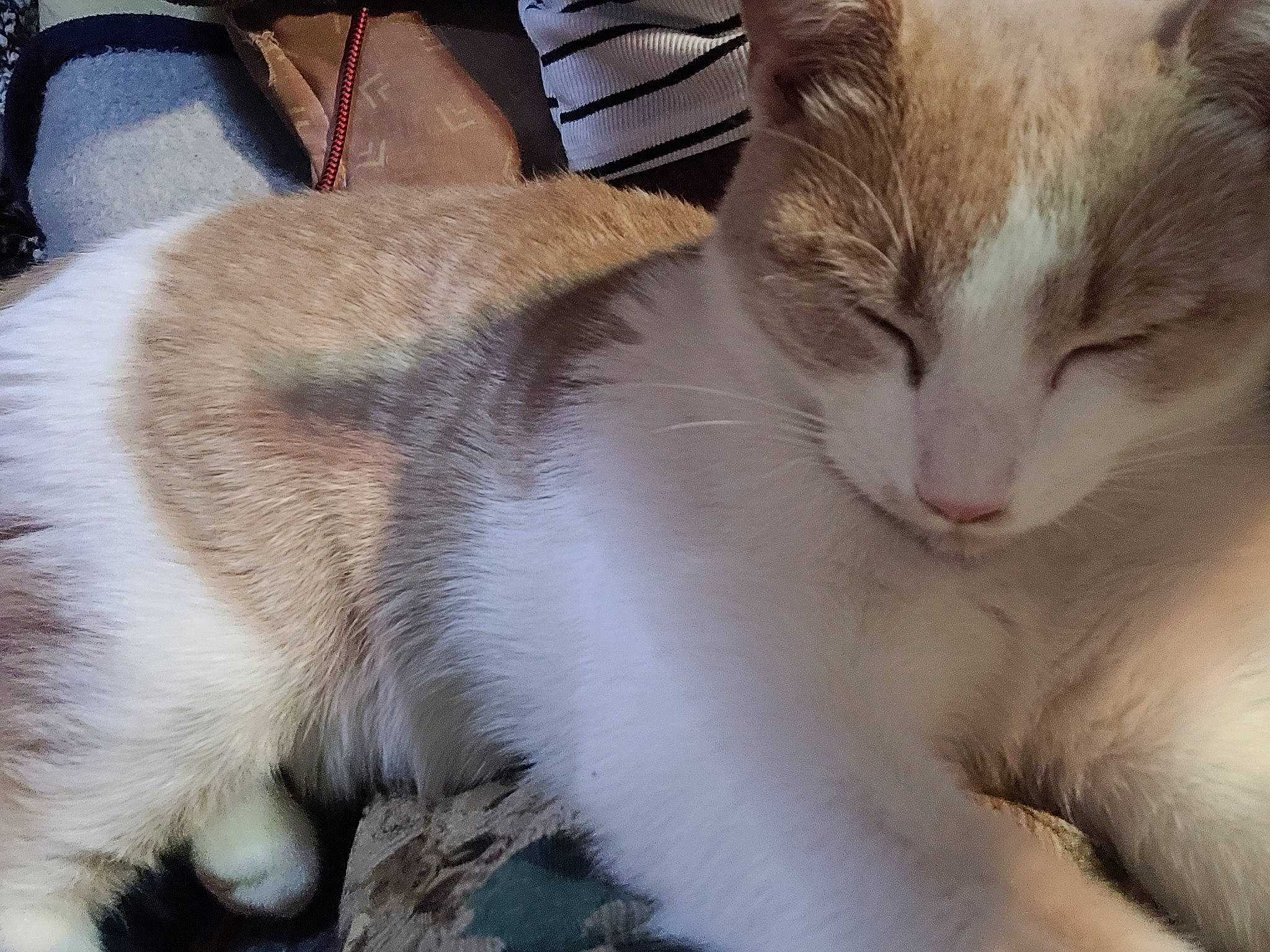 Caramel a rejoint le concours — aidez-le/la à gagner de superbes lots ! bag, carnivore, cat, cat_supply, claw, comfort, domestic_short_haired_cat, eye, fawn, felidae, fur, iris, luggage_and_bags, nap, paw, small_to_medium_sized_cats, snout, tail, whiskers, window